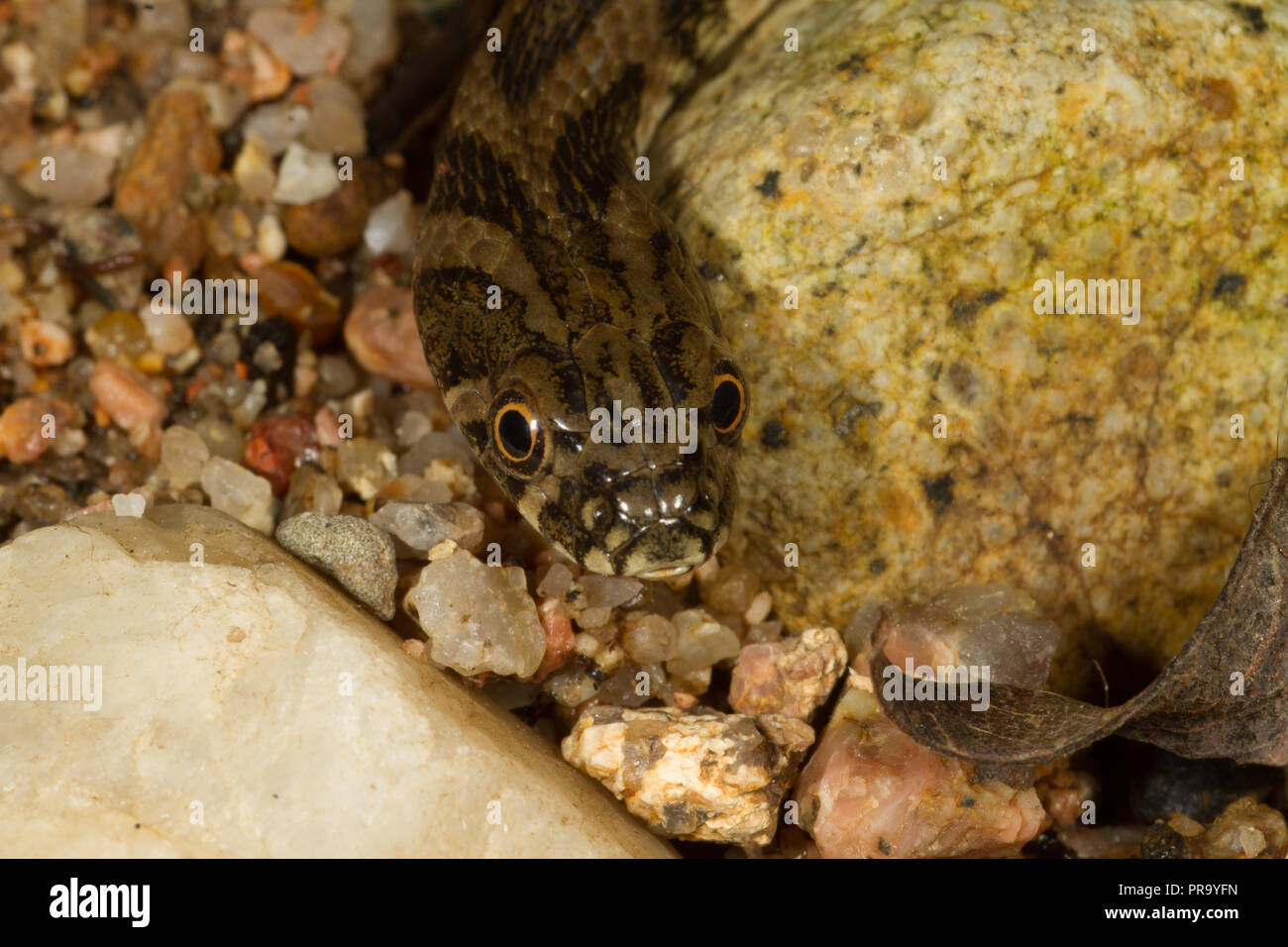 Viperine Snake. Natrix maura. Unico di novellame di snake. Sardegna. Italia Foto Stock