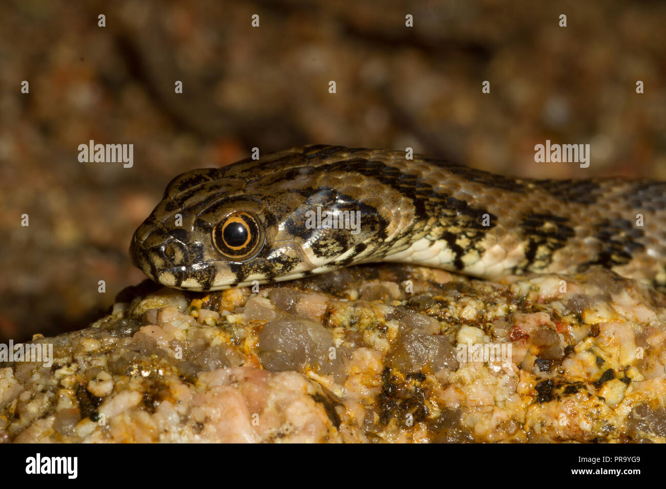 Viperine Snake. Natrix maura. Unico di novellame di snake. Sardegna. Italia Foto Stock