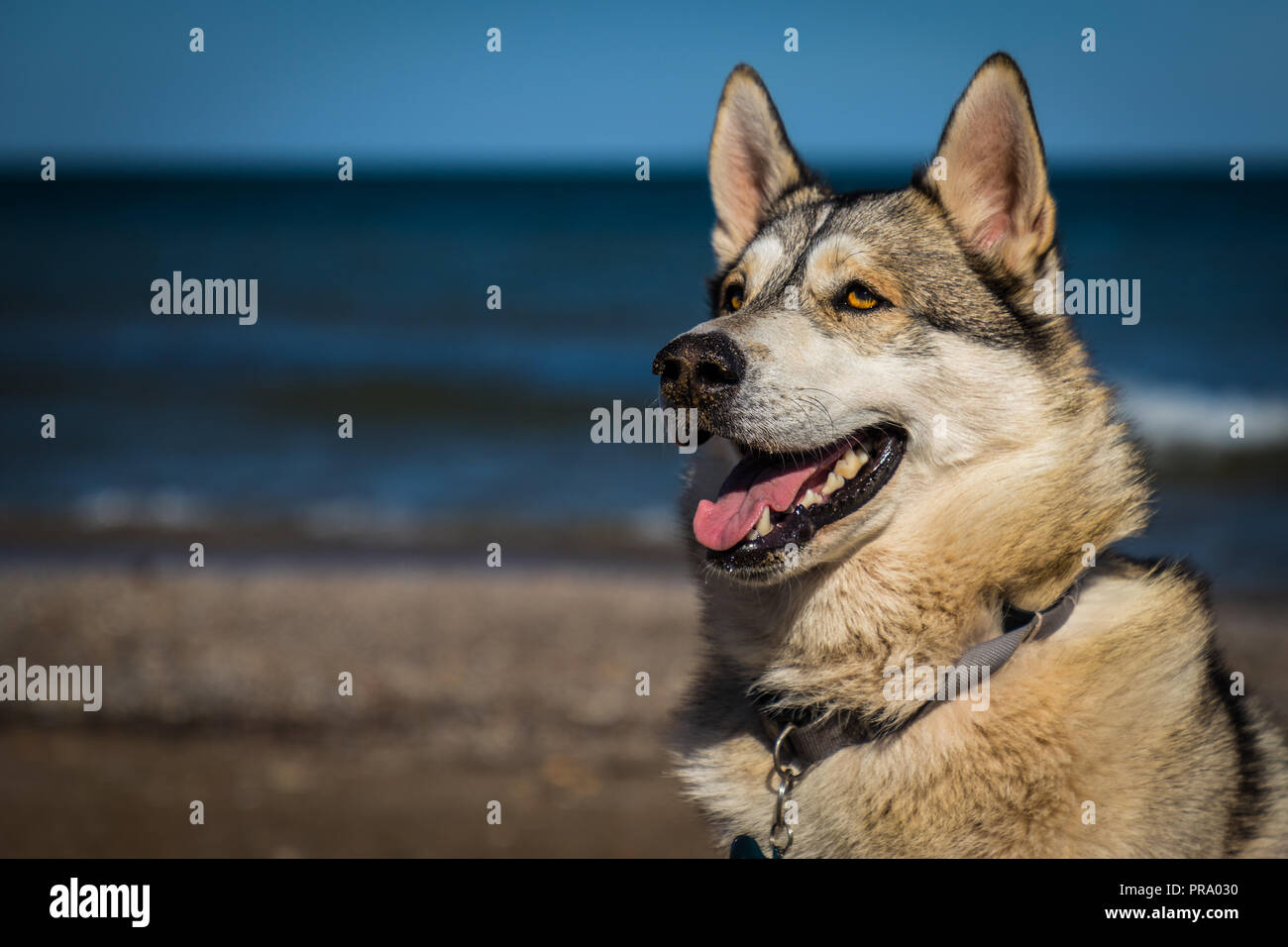 Un pastore husky mix su una calda giornata in spiaggia Foto Stock