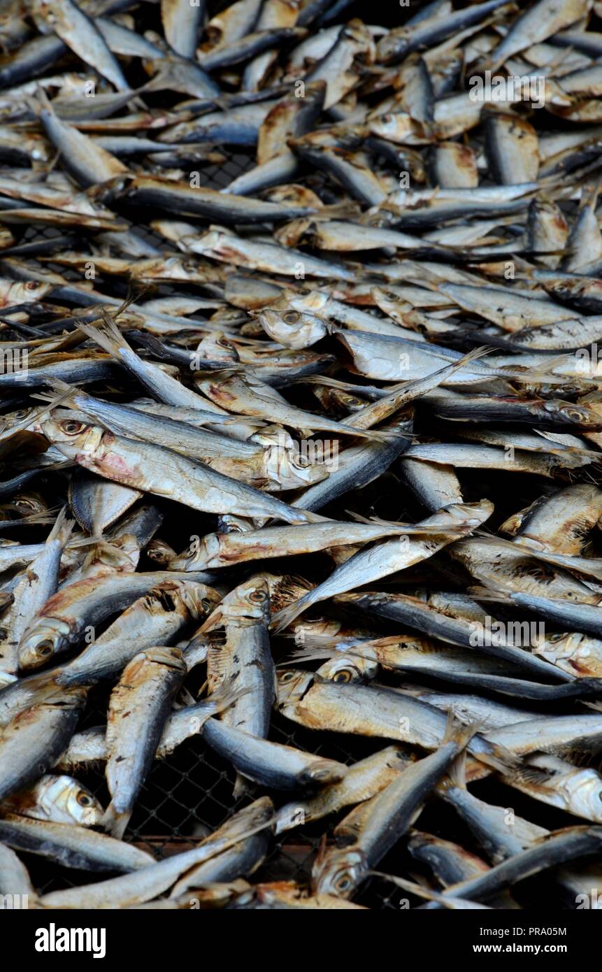 Il piccolo pesce sulla rete da pesca essiccamento in villaggio Pattani Thailandia Foto Stock