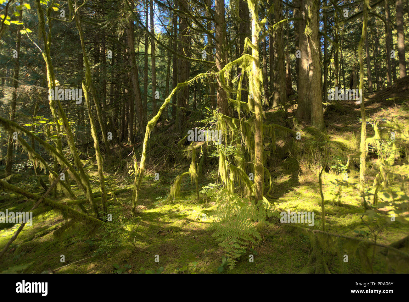 Muschio appeso agli alberi a Stave Lake in Mission, British Columbia, Canada Foto Stock