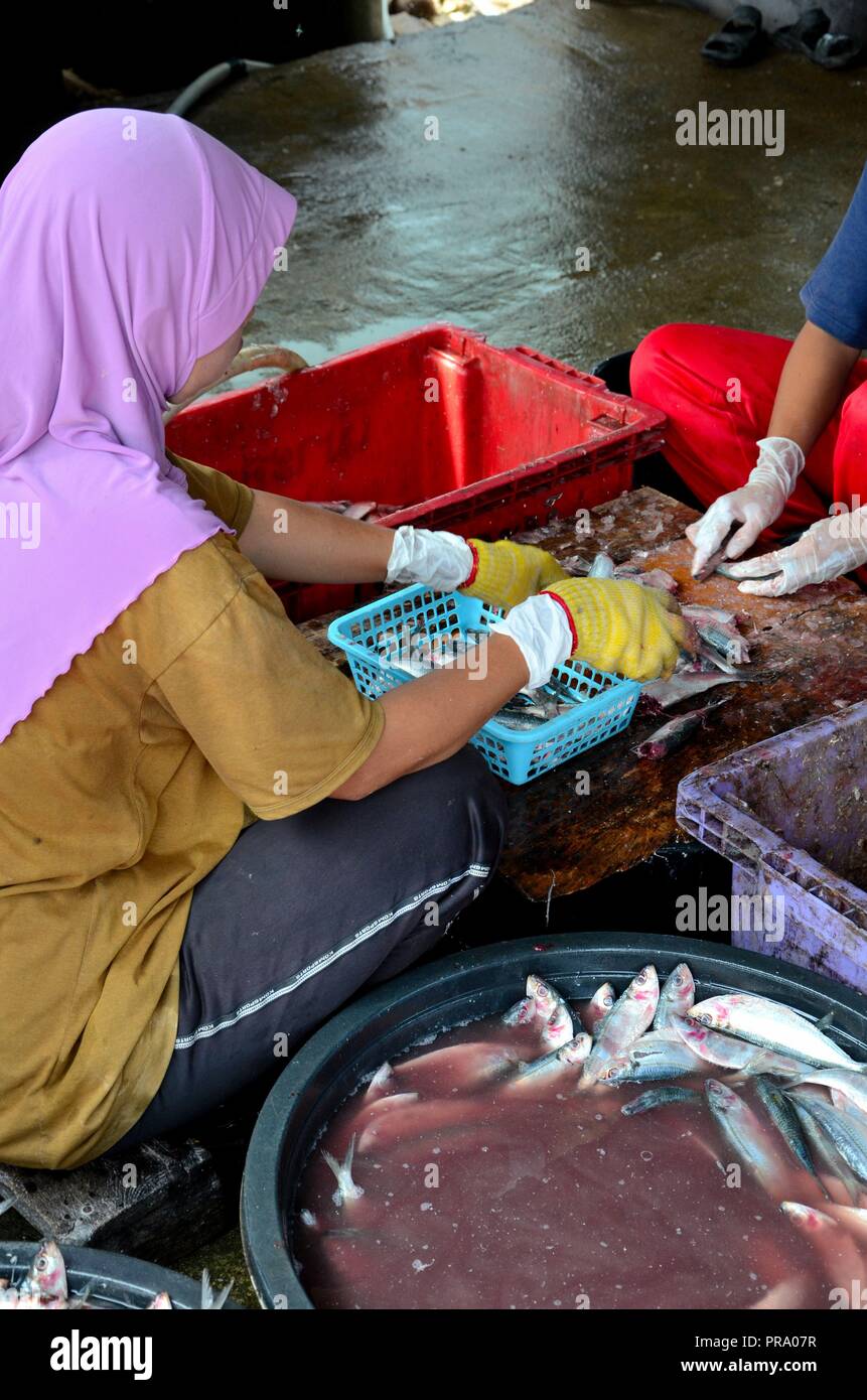 Thai donna musulmana in pantaloni di sudore e velo budella e pulisce il pesce Pattani Thailandia Foto Stock