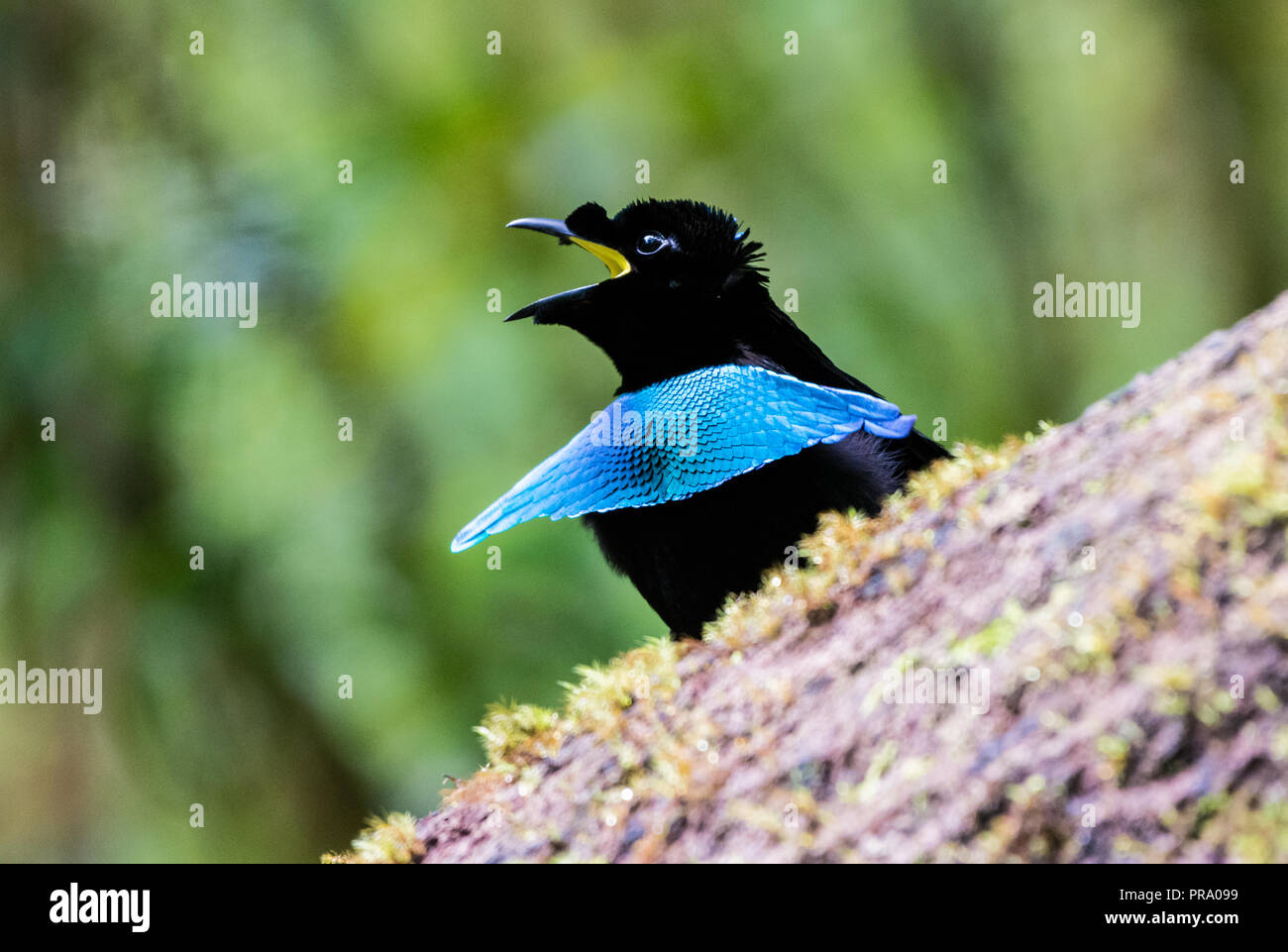 Vogelkop maschio superba degli uccelli del paradiso (Lophorina niedda) nel corteggiamento. Syoubri, Arfak montagna, Papua occidentale, in Indonesia. Foto Stock