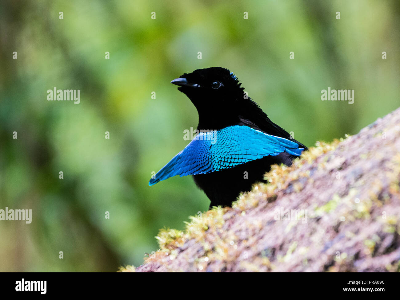 Lophorina maschio niedda, o Vogelkop superba degli uccelli del paradiso, nel display di corteggiamento. Syoubri, Arfak montagna, Papua occidentale, in Indonesia. Foto Stock