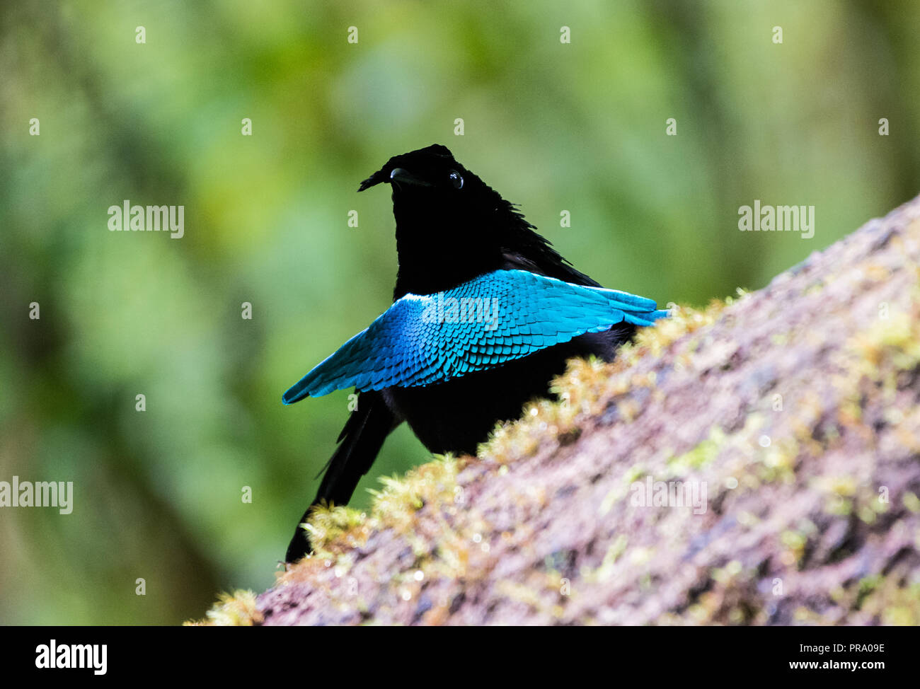 Lophorina maschio niedda, o Vogelkop superba degli uccelli del paradiso, nel display di corteggiamento. Syoubri, Arfak montagna, Papua occidentale, in Indonesia. Foto Stock