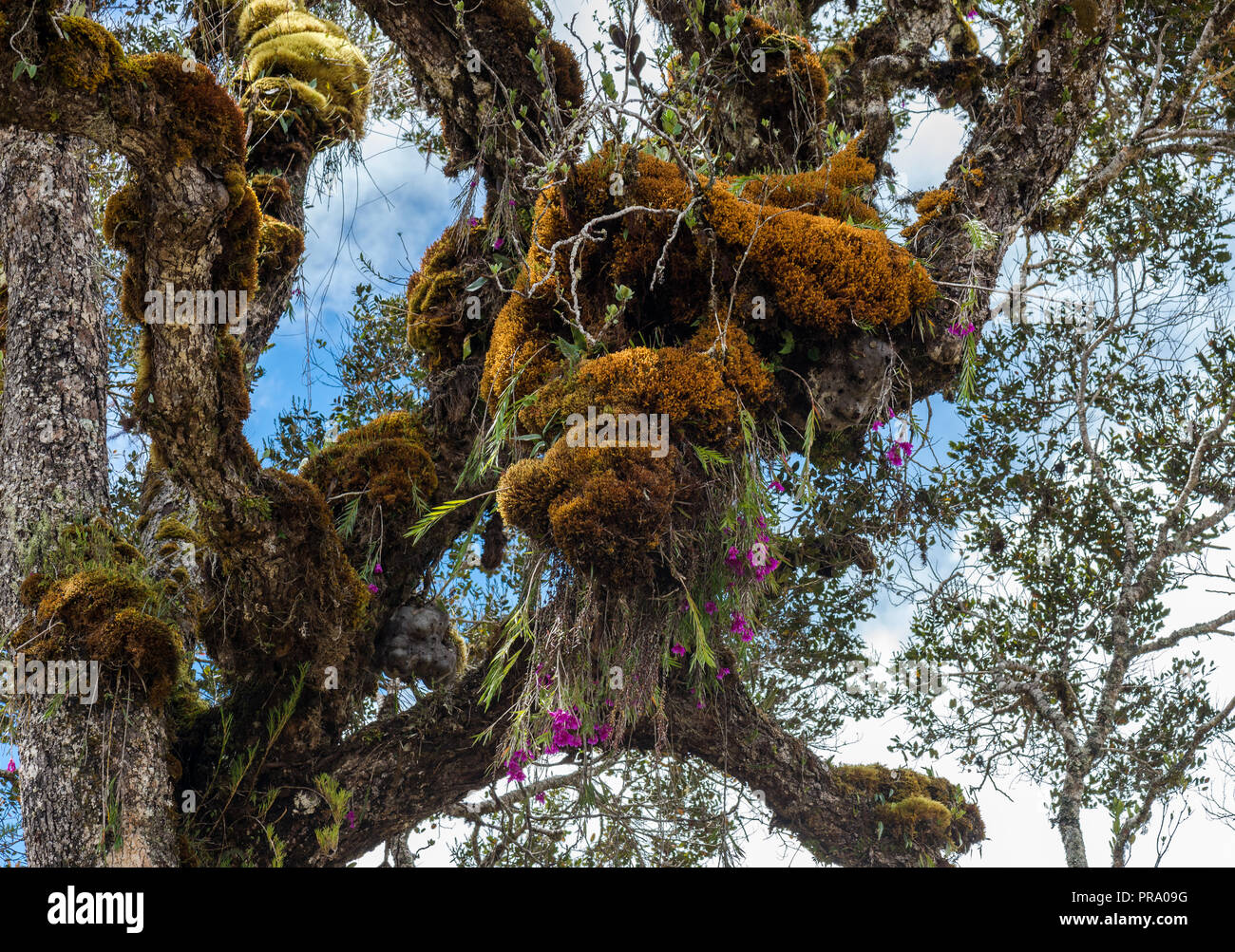 Un albero gigante caricato con colorati moss, orchidee e altre piante nella foresta nuvolosa della gamma centrale. Wamena, Papua, Indonesia. Foto Stock