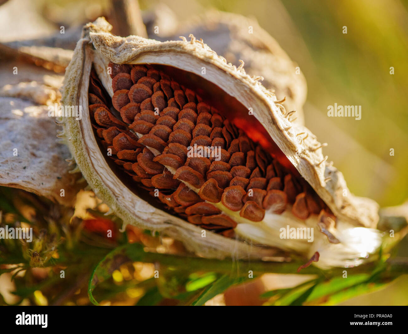 Milkweed seedpod (Asclepias spp). Ramo di fagiano Conservancy, Middleton, Wisconsin. Foto Stock