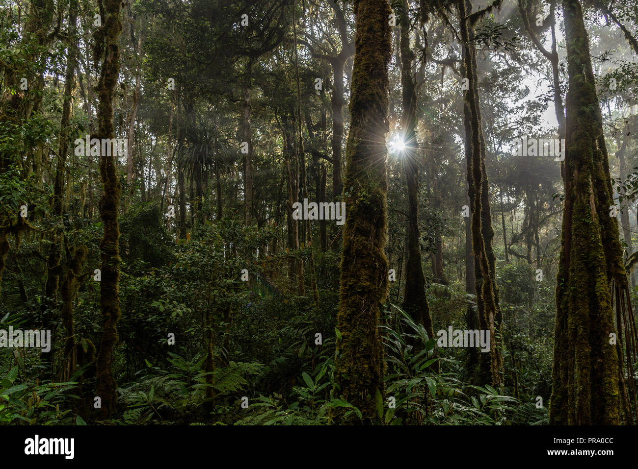 Picchi di luce solare attraverso la fitta foresta dei Monti Arfak. Syoubri, Papua, Indonesia. Foto Stock