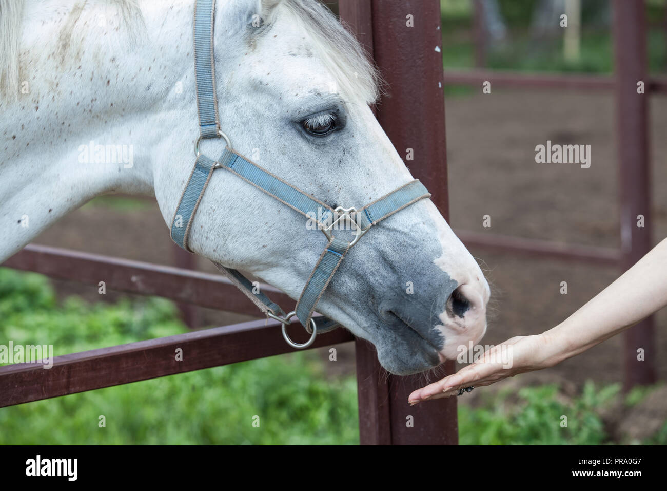 Cavallo prendendo il cibo dalla donna di mano Foto Stock