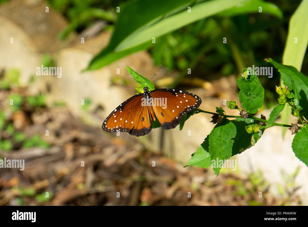 Un maschio di Regina Butterfly (Danaus gilippus) alimentazione in un giardino delle farfalle a Audubon di Martin County, Florida, Stati Uniti d'America Foto Stock