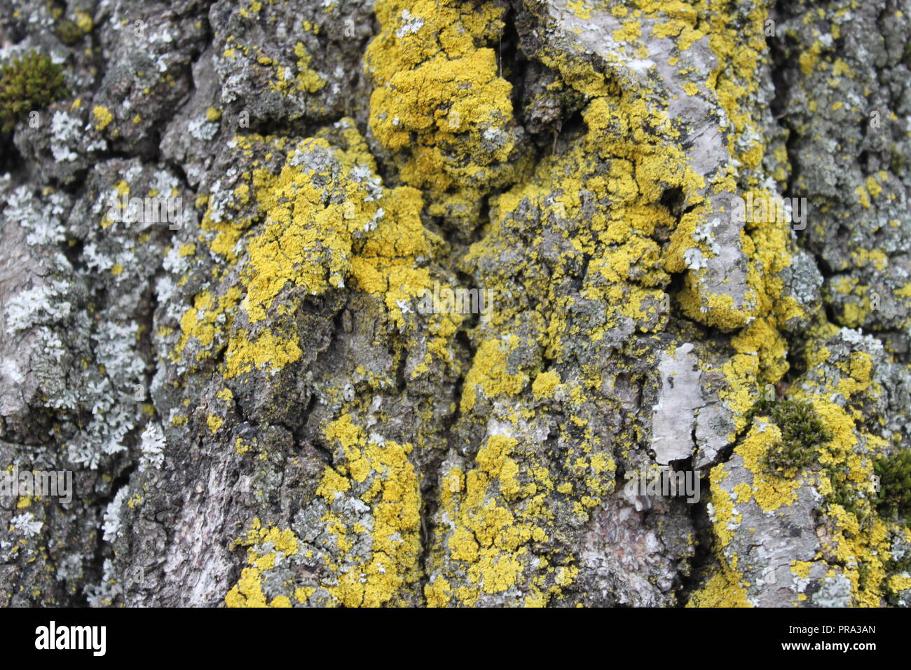 Lichene giallo su legno Foto Stock