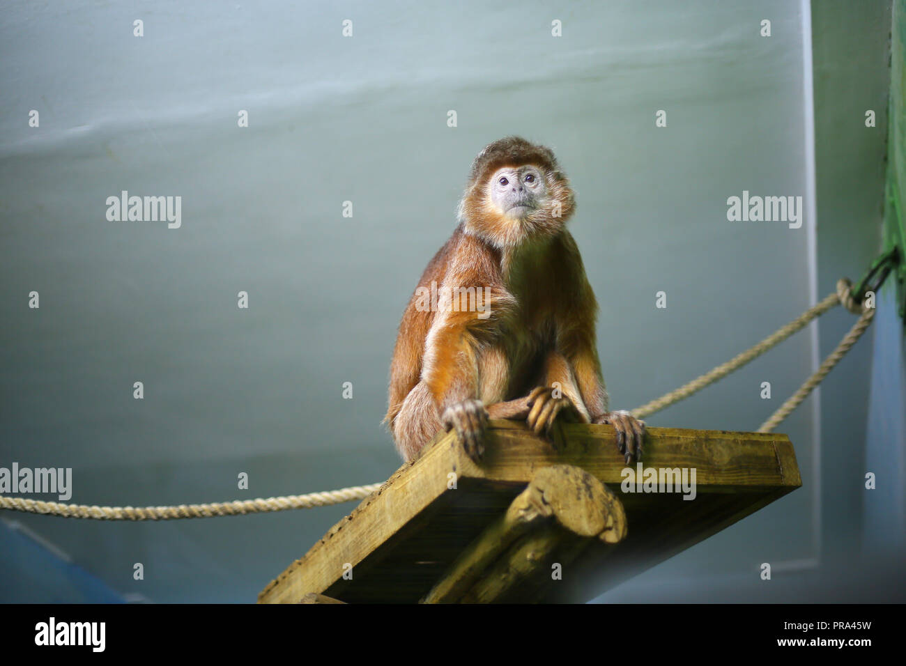 Langur giavanese, scimmia, arancione shaggy primato siede su un ripiano di legno in un zoo in ambienti chiusi, guarda in eccitazione, in pericolo, avvisato Foto Stock
