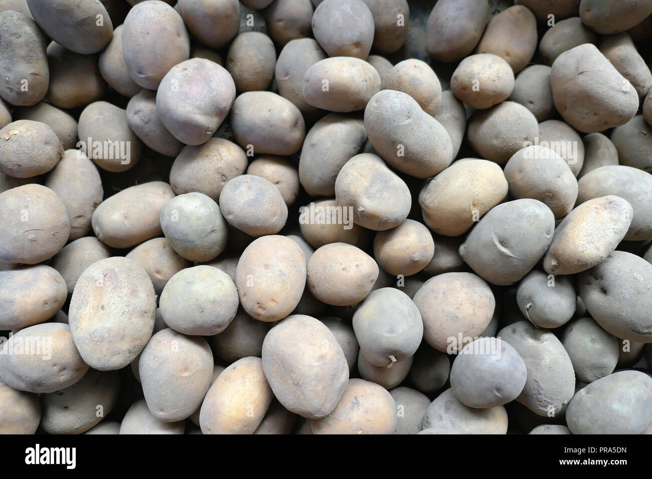 Telaio completo sullo sfondo di patate. La mietitura. Foto Stock