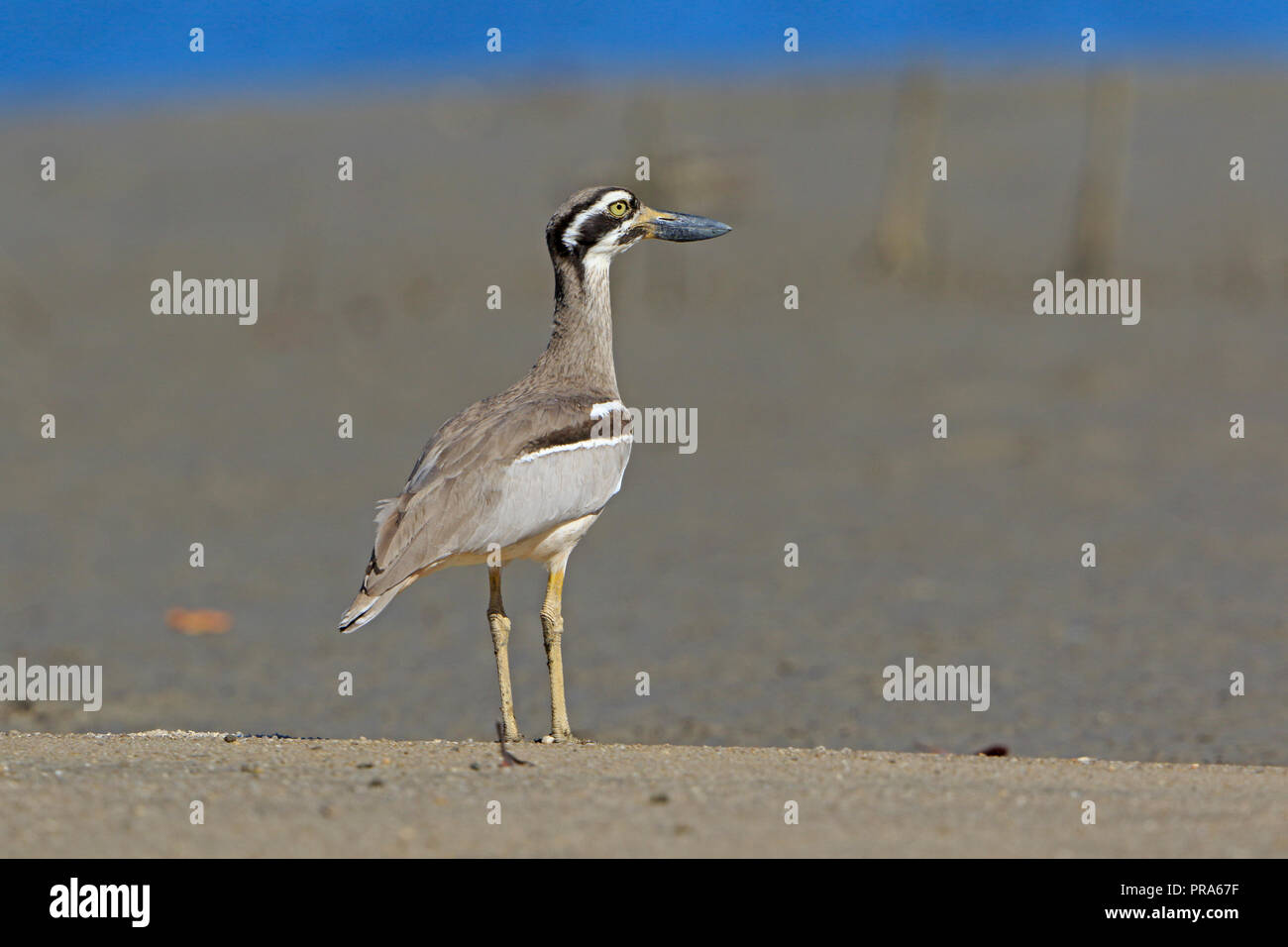 Spiaggia di pietra-curlew nel lontano Nord Queensland in Australia Foto Stock