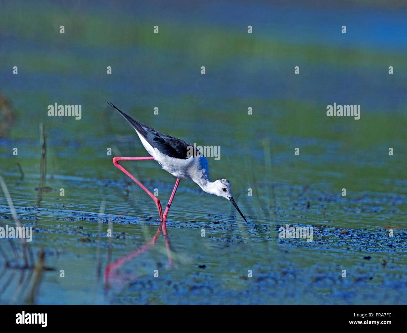 Black-winged stilt alimentare Foto Stock