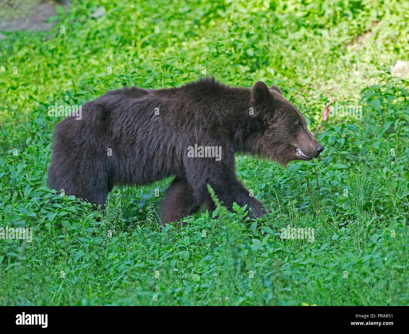 Unione orso bruno passeggiate attraverso prati Foto Stock