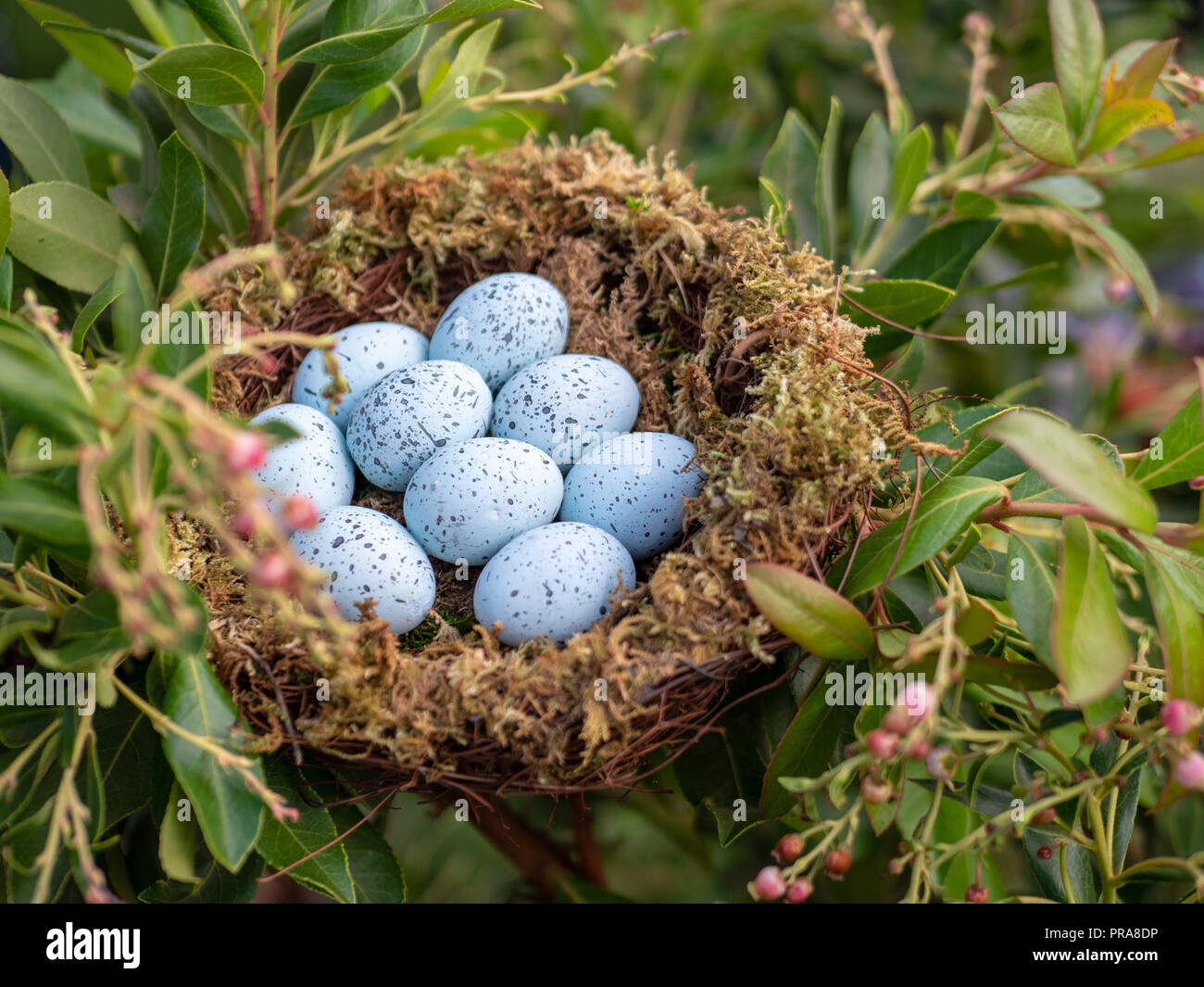 Nido di 9 blue jay seduta le uova nel nido Foto Stock