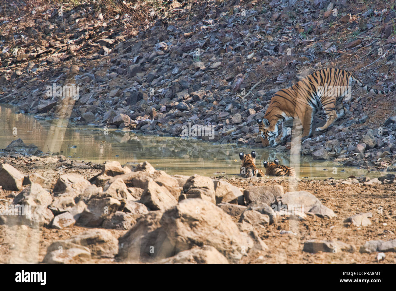 Maya e i suoi due cuccioli a Tadoba National Park (tigri), India Foto Stock