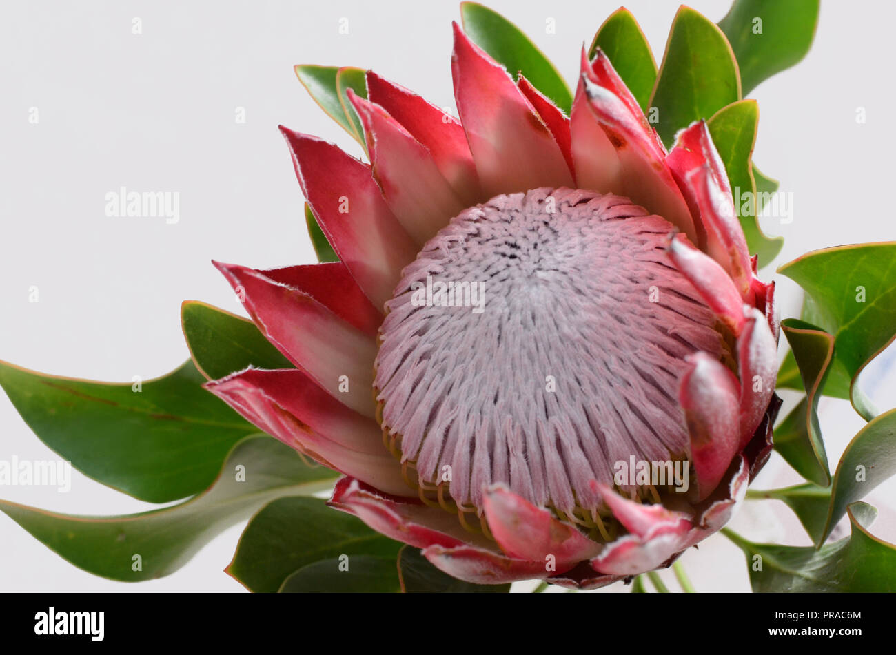 Re protea impianto per lo sfondo Foto Stock