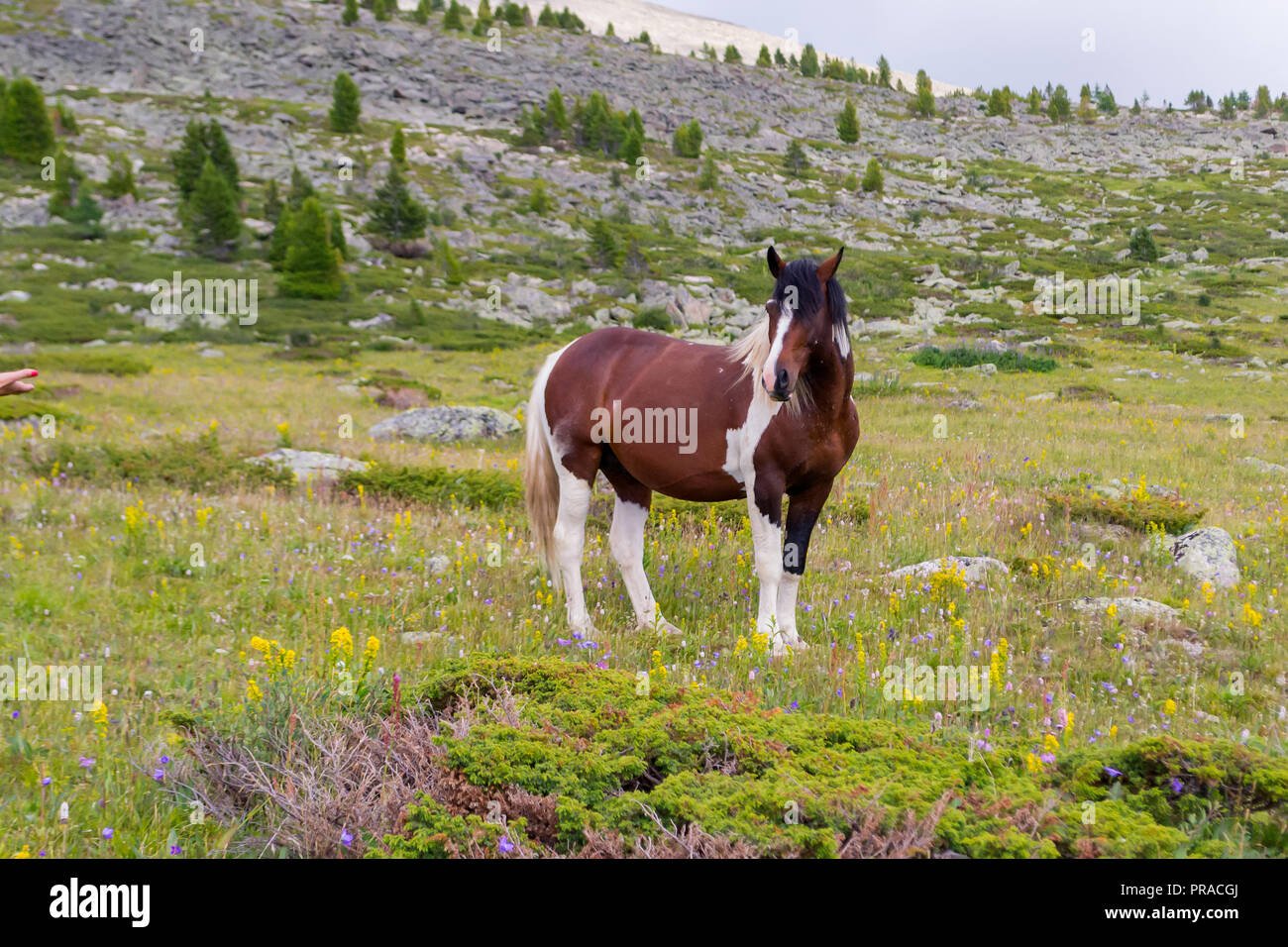 Un grande cavallo forte di marrone e il colore bianco si erge nel mezzo  delle montagne con rocce e erba verde guardando avanti con un soffice  bianco uomo Foto stock - Alamy
