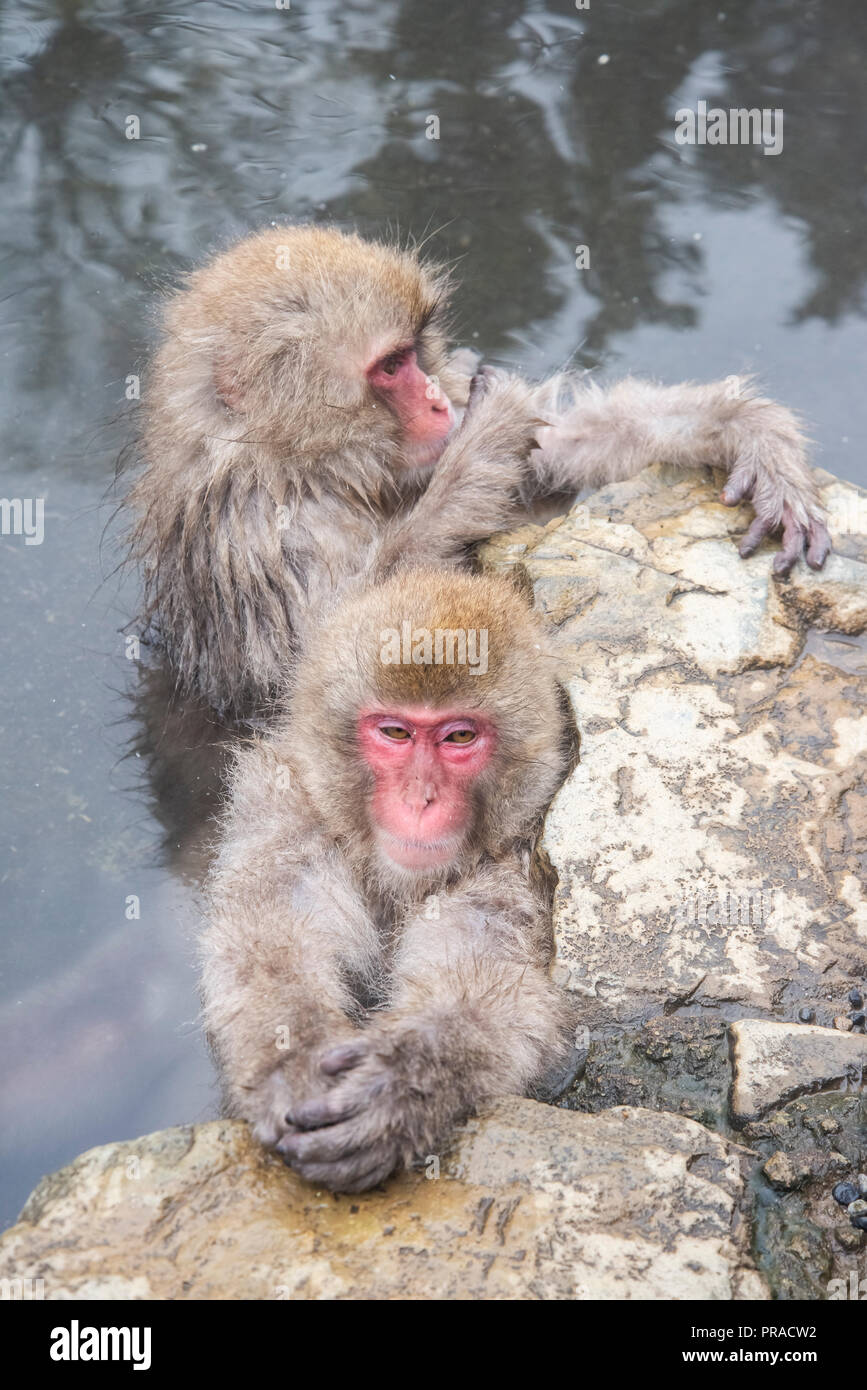 Una coppia di scimmie neve riscaldamento nel hot springs. Foto Stock