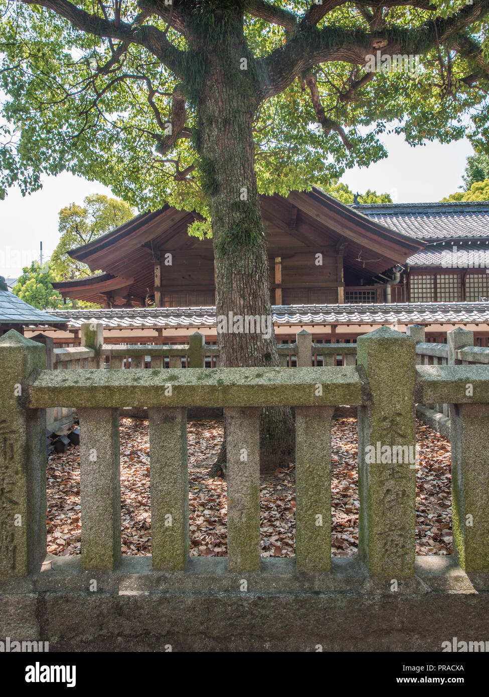 Albero sacro protetto da recinzione in pietra enclosure, Oyamazumi santuario, Imabari, Ehime Shikoku Giappone Foto Stock