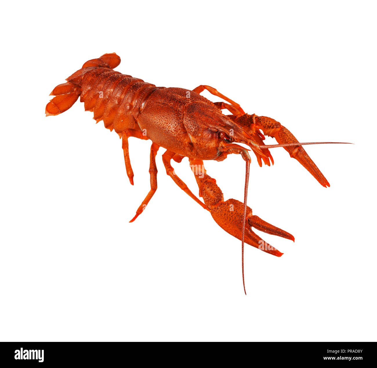 L'aragosta isolati su sfondo bianco close up Foto Stock