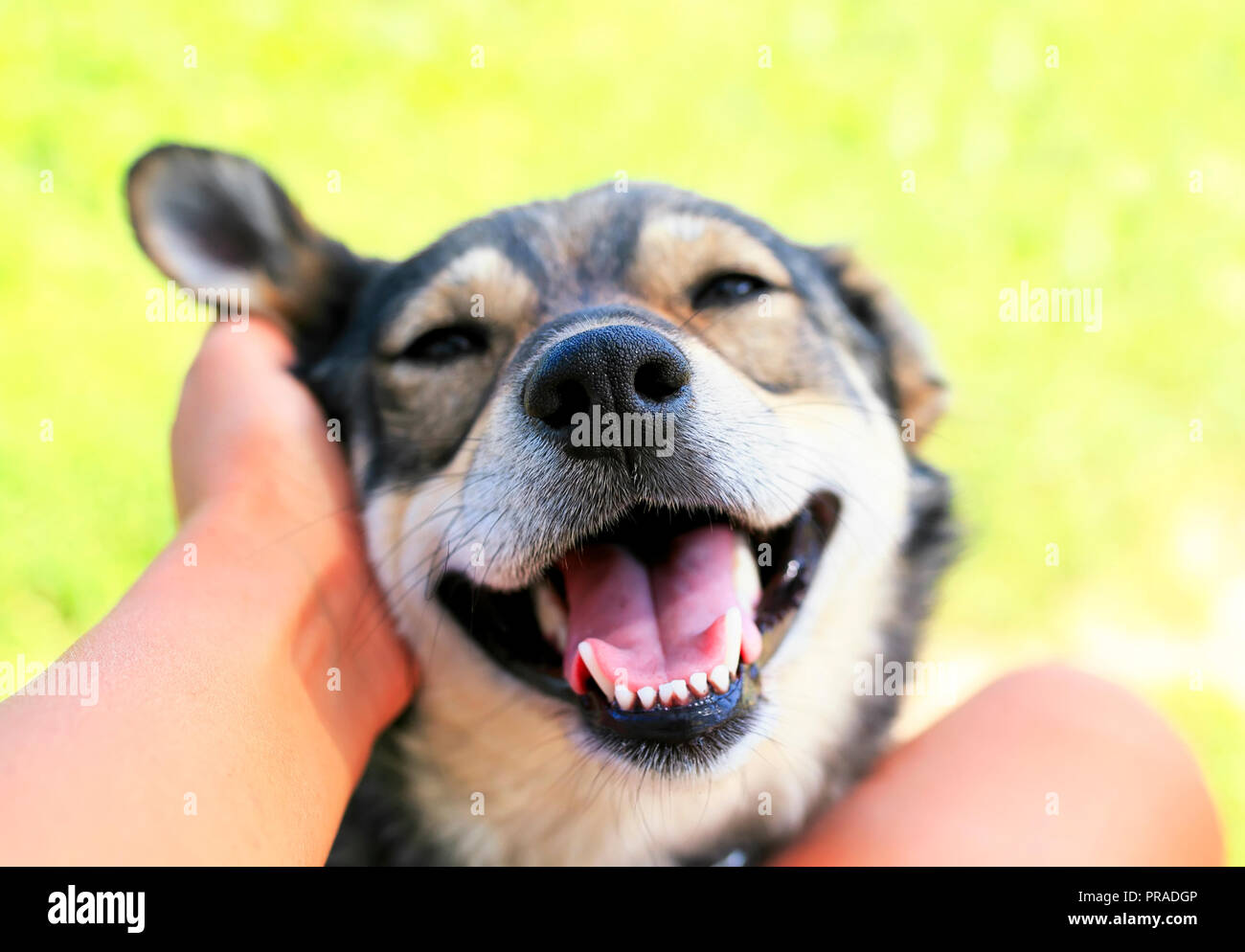 Funny bello cane accucciato il suo volto con piacere e gaped la sua bocca dalle mani di un uomo di graffiare dietro il suo orecchio Foto Stock
