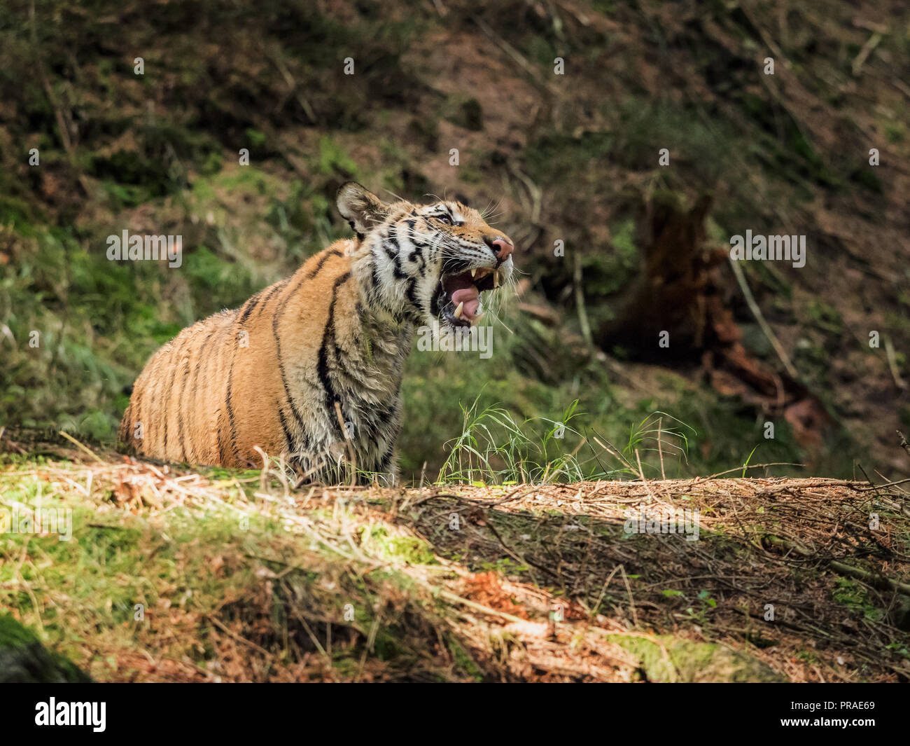 Ritratto di Tiger. Tigre nella natura selvaggia. Azione scena della fauna selvatica, pericolo animale. "bella tigre siberiana in tajga, Russia. Foto Stock