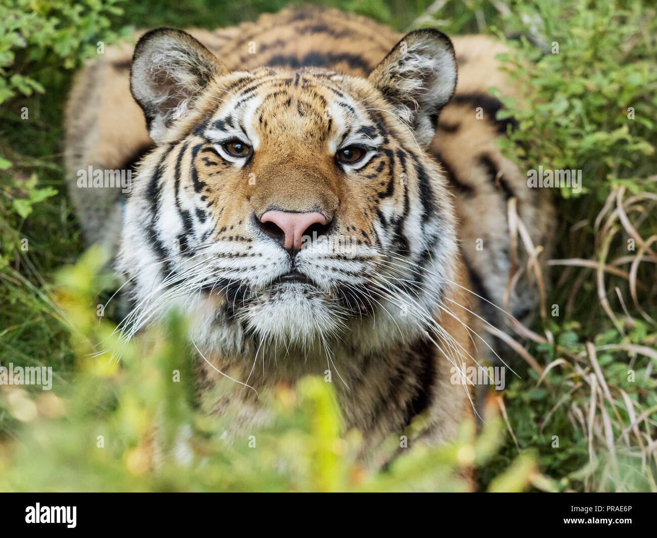 Ritratto di Tiger. Tigre nella natura selvaggia. Azione scena della fauna selvatica, pericolo animale. "bella tigre siberiana in tajga, Russia. Foto Stock