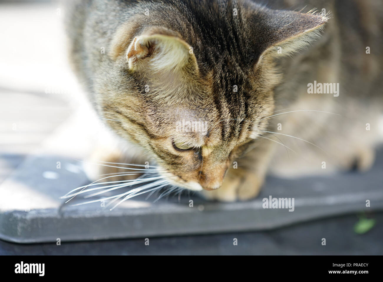 Grigio a strisce bianche European Shorthair Cat alleggerita in giardino con Studio fulmini e produce in modo speciale le foto nitide Foto Stock