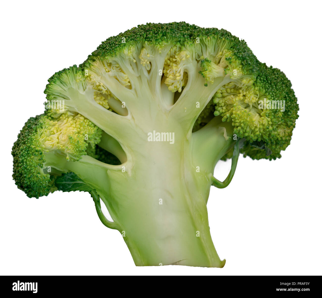 Il cavolo broccoli isolati su sfondo bianco Foto Stock