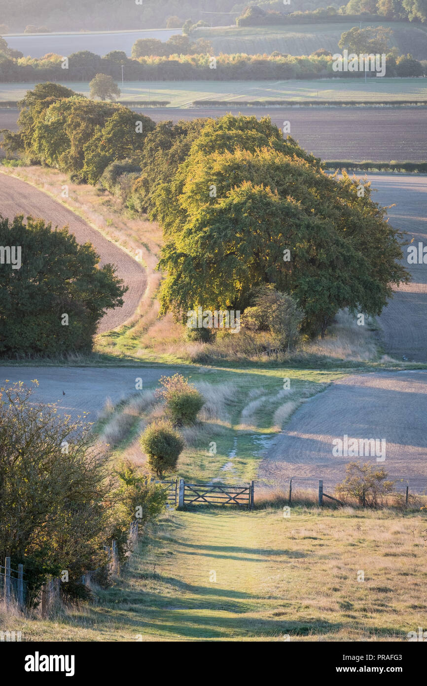 Alberi e sentiero sulla Dunstable Downs al mattino presto in autunno la luce del sole. Foto Stock