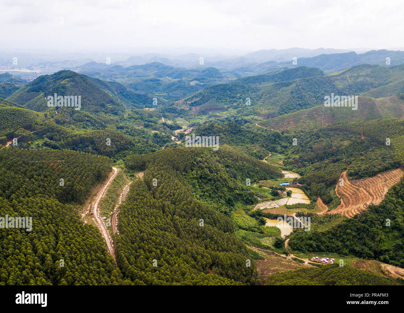 Vista aerea della crescita veloce transgenici foresta di eucalipto in Cina Foto Stock