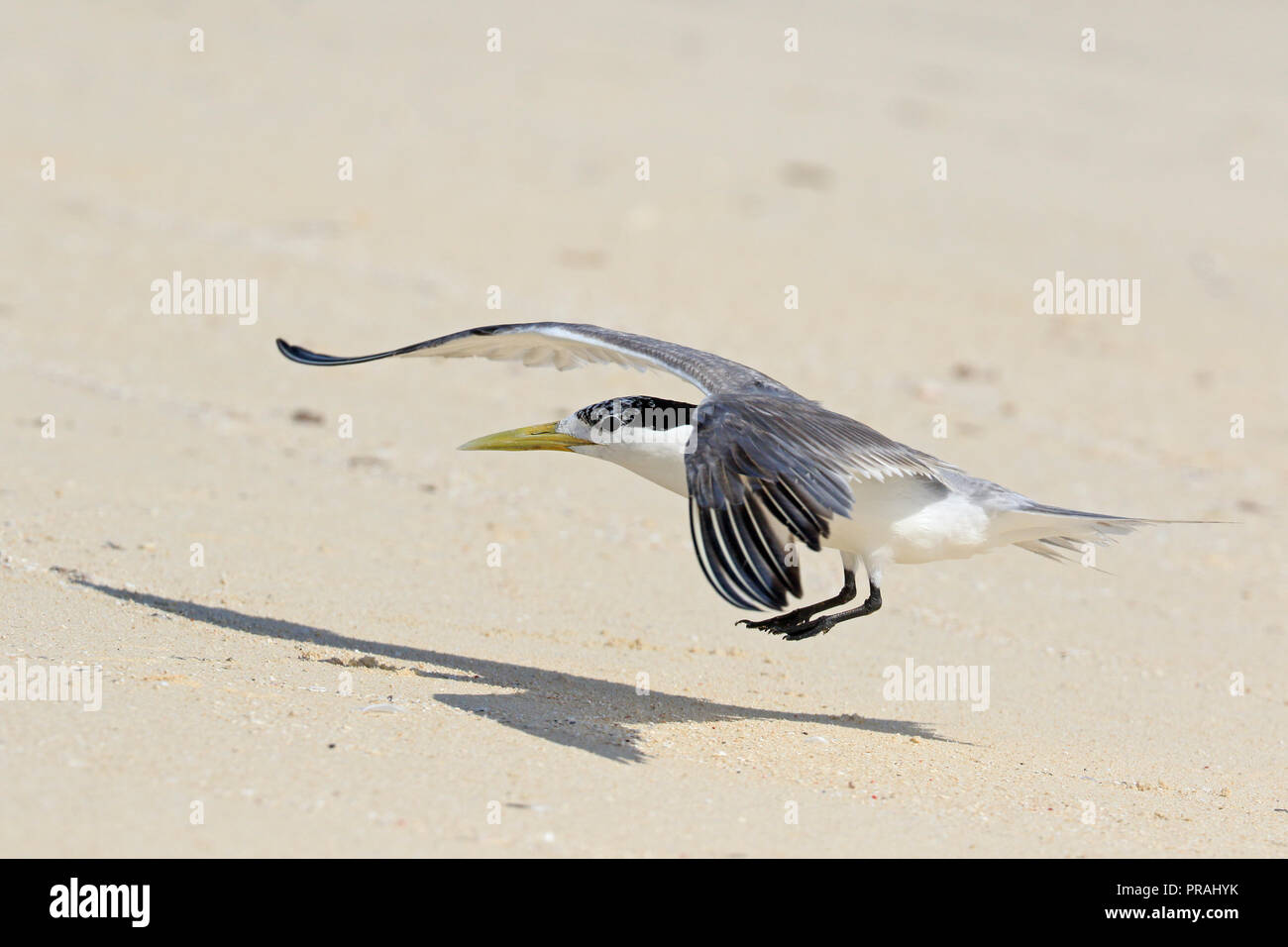 Adulto Crested Tern in volo a Michaelmas Cay grande barriera corallina del Nord del Queensland in Australia Foto Stock