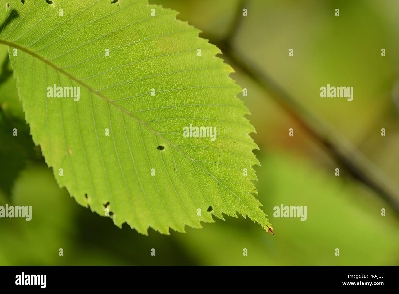 Il verde delle foglie di un tiglio illuminata dal sole in un parco di autunno Foto Stock