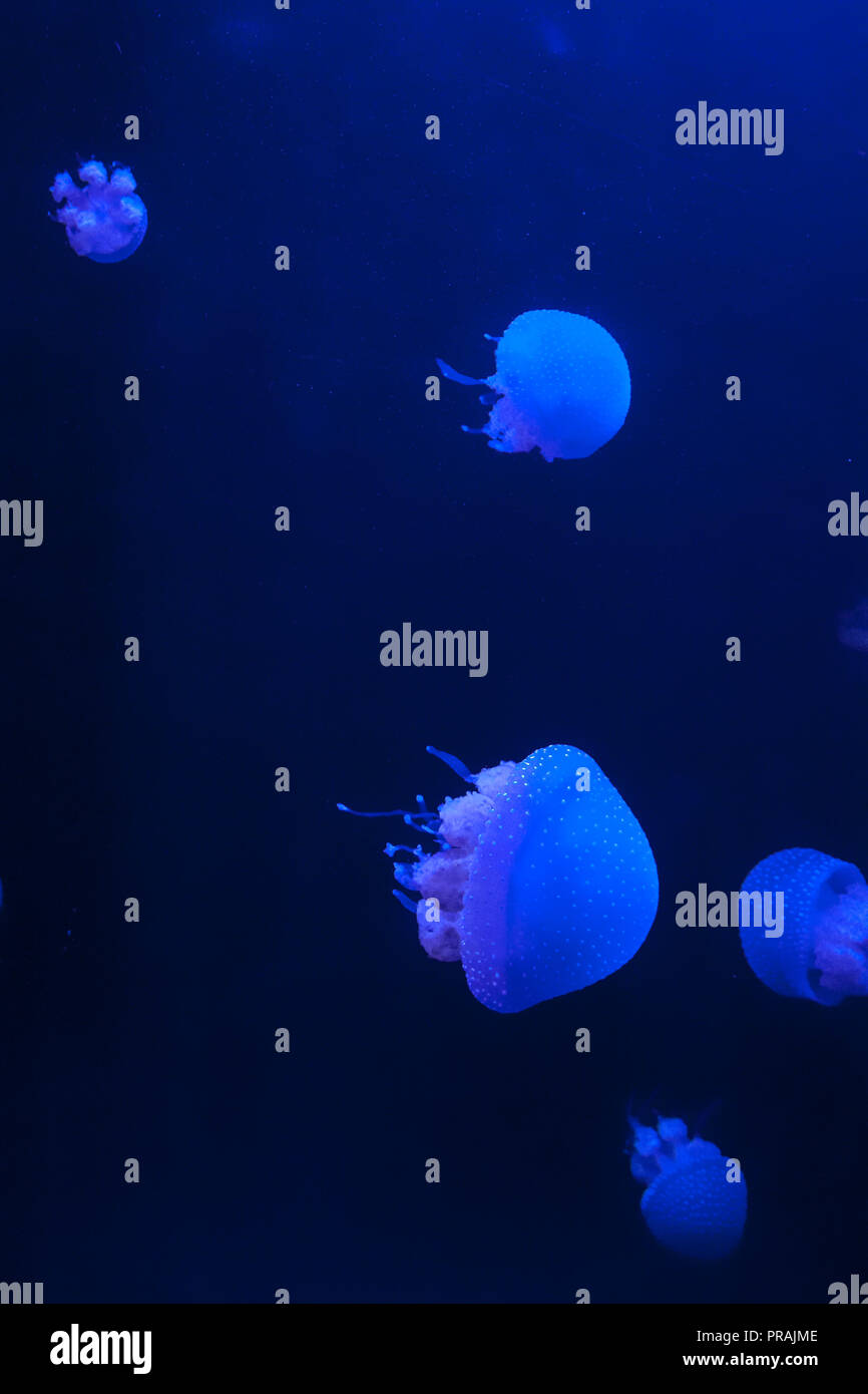 Gruppo di bianco macchiato meduse in acqua blu, Phyllorhiza punctata Foto Stock