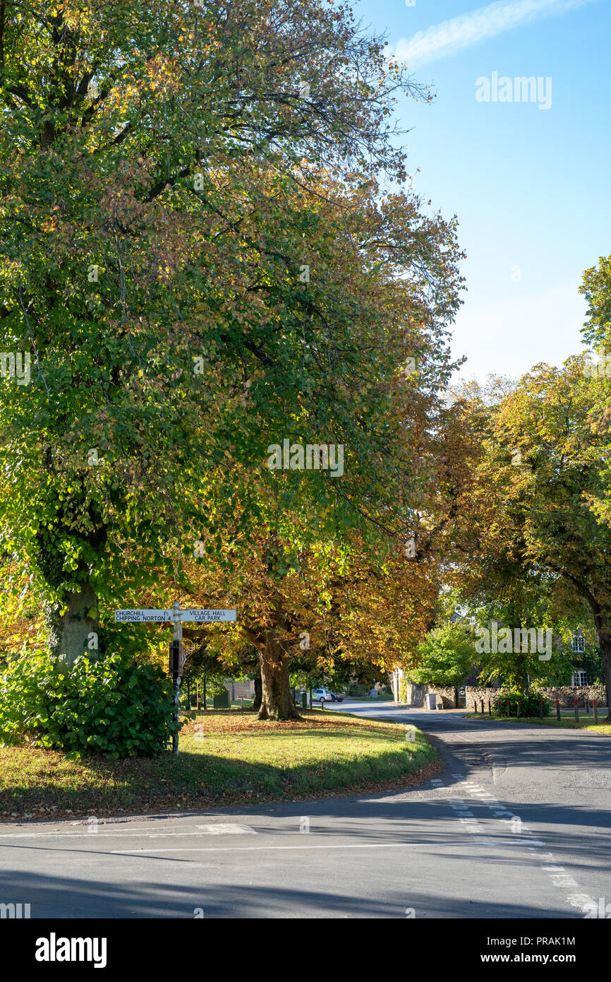 Acer pseudoplatanus. Alberi di sicomoro su Kingham verde in inizio autunno. Cotswolds, Oxfordshire, Inghilterra Foto Stock