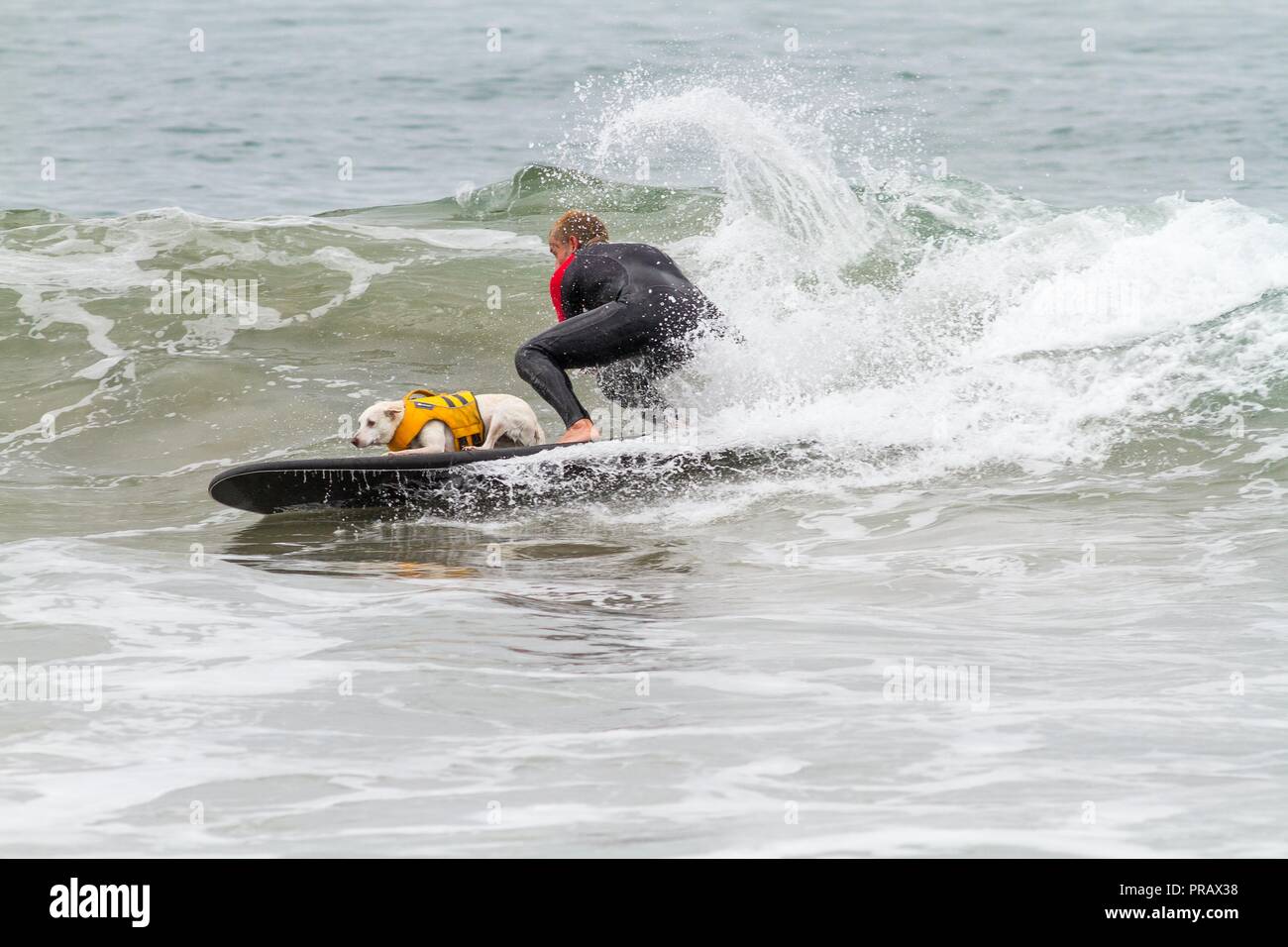 Hunnington Beach, CA, Stati Uniti d'America. 29Sep, 2018. Surfcity Surfdog concorrenza. La McKenna Subaru Surf City Surf cane", il famoso premier evento sul cane circuito Surf è tenuto ogni anno a fine settembre nel Surf City USA. L'evento riunisce le comunità, i surfisti e gli amanti del cane, famiglie & animali domestici per una giornata di divertimento e raccolta fondi a uno della California del sud più incontaminate spiagge - Huntington Dog Beach! .Visto qui: Ryan e il suo cane lo zucchero Credito: Daren Fentiman/ZUMA filo/Alamy Live News Foto Stock