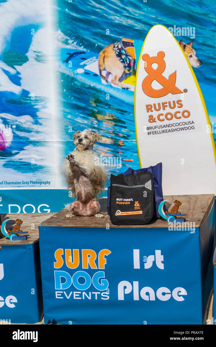 Hunnington Beach, CA, Stati Uniti d'America. 29Sep, 2018. Surfcity Surfdog concorrenza. La McKenna Subaru Surf City Surf cane", il famoso premier evento sul cane circuito Surf è tenuto ogni anno a fine settembre nel Surf City USA. L'evento riunisce le comunità, i surfisti e gli amanti del cane, famiglie & animali domestici per una giornata di divertimento e raccolta fondi a uno della California del sud più incontaminate spiagge - Huntington Dog Beach! .Visto qui: Cane Prince Dudeman dopo aver preso prima nella divisione VI. Credito: Daren Fentiman/ZUMA filo/Alamy Live News Foto Stock
