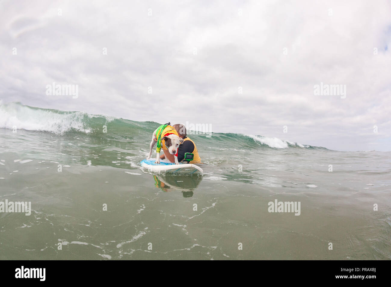 Hunnington Beach, CA, Stati Uniti d'America. 29Sep, 2018. Surfcity Surfdog concorrenza. La McKenna Subaru Surf City Surf cane", il famoso premier evento sul cane circuito Surf è tenuto ogni anno a fine settembre nel Surf City USA. L'evento riunisce le comunità, i surfisti e gli amanti del cane, famiglie & animali domestici per una giornata di divertimento e raccolta fondi a uno della California del sud più incontaminate spiagge - Huntington Dog Beach! .Visto qui la fede il surf cane. Credito: Daren Fentiman/ZUMA filo/Alamy Live News Foto Stock