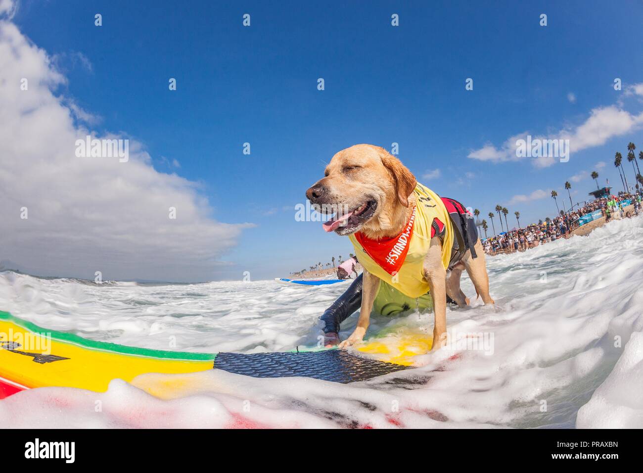 Hunnington Beach, CA, Stati Uniti d'America. 29Sep, 2018. Surfcity Surfdog concorrenza. La McKenna Subaru Surf City Surf cane", il famoso premier evento sul cane circuito Surf è tenuto ogni anno a fine settembre nel Surf City USA. L'evento riunisce le comunità, i surfisti e gli amanti del cane, famiglie & animali domestici per una giornata di divertimento e raccolta fondi a uno della California del sud più incontaminate spiagge - Huntington Dog Beach! Credito: Daren Fentiman/ZUMA filo/Alamy Live News Foto Stock