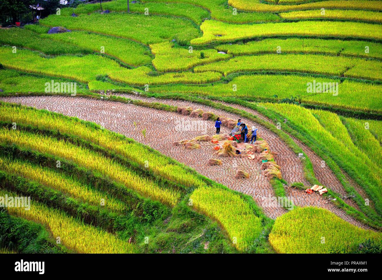 Ha Giang, Vietnam. 29Sep, 2018. Contadini locali worrk nel terrazzati riso paddy campi durante la stagione di mietitura in Hoang Su distretto Phi di Ha Giang provincia, Vietnam, sul Sett. 29, 2018. Situato ad un altitudine di circa 1.500 metri sopra il livello del mare, Hoang Su Phi le magnifiche terrazze campo di riso è stata riconosciuta come la reliquia nazionale del Vietnam nel 2012. Credito: Ngo Minh Tien/Xinhua/Alamy Live News Foto Stock