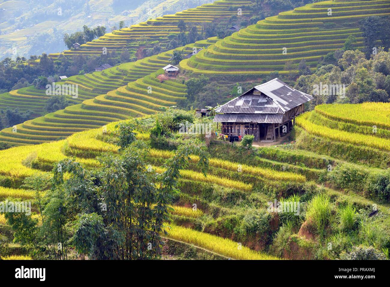 Ha Giang, Vietnam. 29Sep, 2018. Terrazzati riso paddy campi sono visibili durante la stagione di mietitura in Hoang Su distretto Phi di Ha Giang provincia, Vietnam, sul Sett. 29, 2018. Situato ad un altitudine di circa 1.500 metri sopra il livello del mare, Hoang Su Phi le magnifiche terrazze campo di riso è stata riconosciuta come la reliquia nazionale del Vietnam nel 2012. Credito: Ngo Minh Tien/Xinhua/Alamy Live News Foto Stock