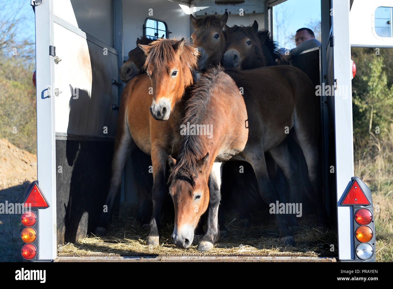 Dobrany, Repubblica Ceca. Il 30 settembre, 2018. Sei giovani stalloni di Exmoor Pony cavalli selvatici, originariamente provenienti dalla Gran Bretagna, ma nato in Milovice, sono state rilasciate in acclimatazione contenitore in prossimità di pascolo principale a Slovicky vrch Natura 2000 località spalmatura su 30 ettari di navigare sulle erbe aggressivo, Dobrany, Repubblica ceca, 30 settembre 2018. Credito: Miroslav Chaloupka/CTK foto/Alamy Live News Foto Stock