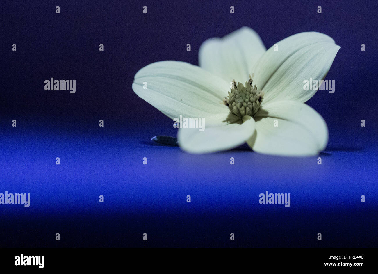 Fiore giallo lonely Lost in Blue Foto Stock