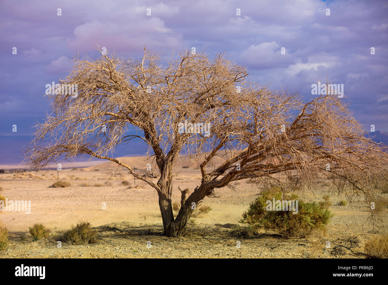 Il Mar Morto a riva. Tree contro il drammatico cielo tempestoso Foto Stock