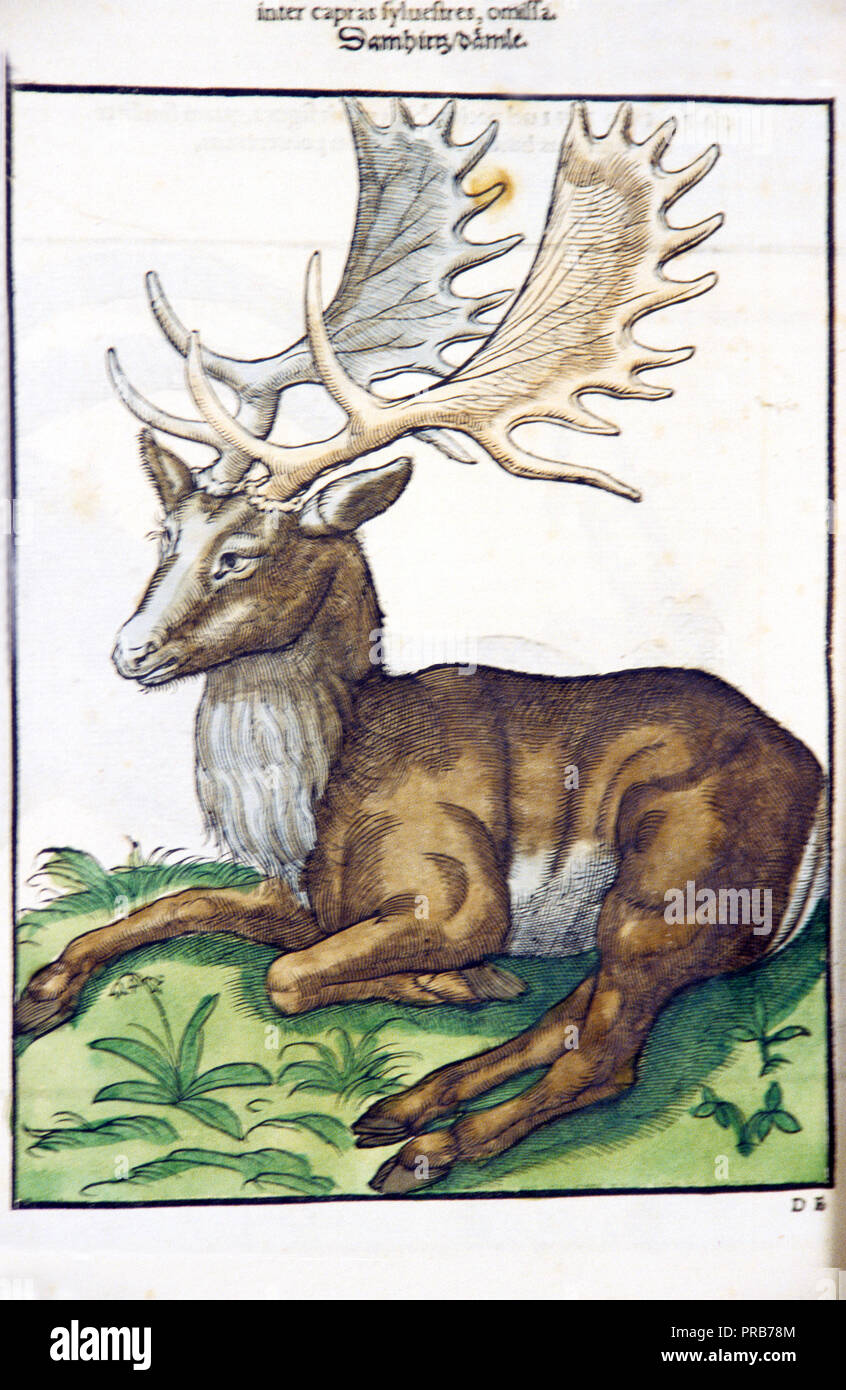 Xvi secolo il disegno che sembra essere un elk o alce (sconosciuto animale) - testo che descrive animale sopra l'immagine Foto Stock