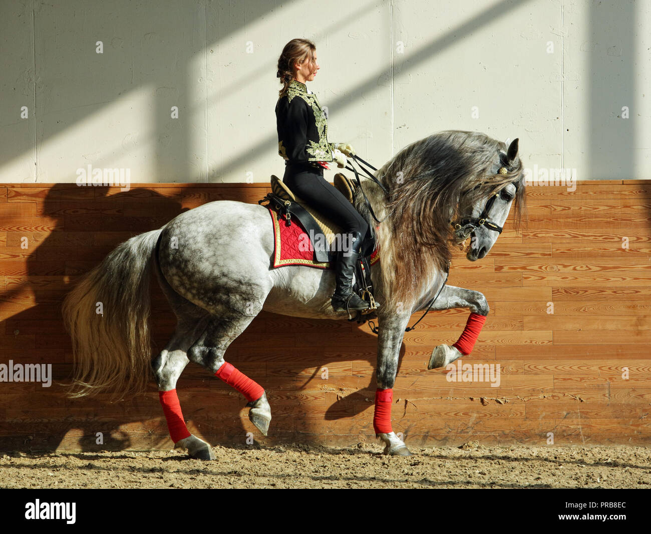 Bella donna in costume matador di cavalcare un cavallo spagnolo nella sala di equitazione Foto Stock