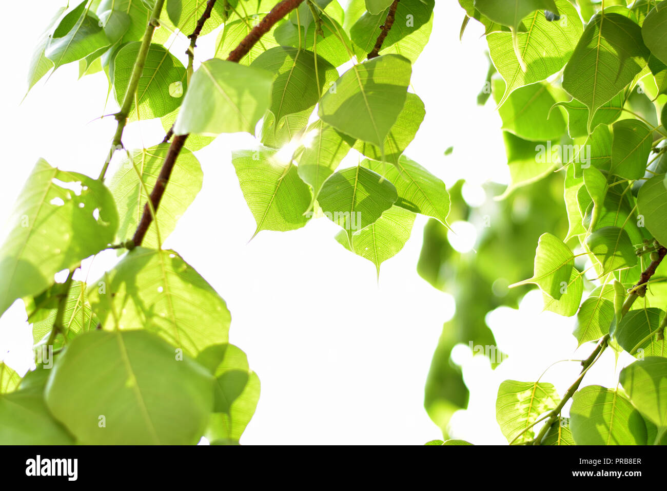 Banyan Tree lascia nella luce del sole. Foto Stock